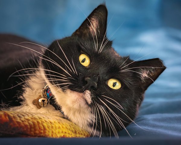 Descubre los Elementos Clave que Conforman la Lealtad del Cliente en el Sector Financiero